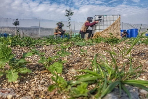 טרקטורוני כלנית